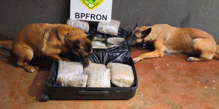 Bpfron apreende mais de 17 kg de maconha em ônibus
